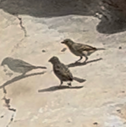 House Sparrow