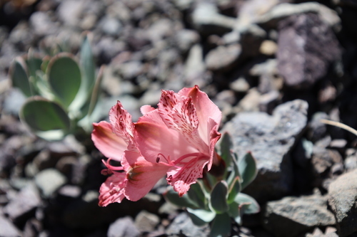 Alstroemeria spathulata, photograph 3