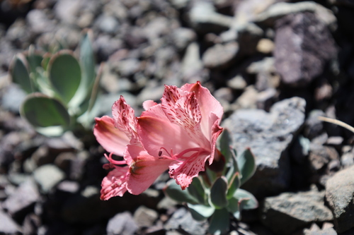 Alstroemeria spathulata, photograph 6