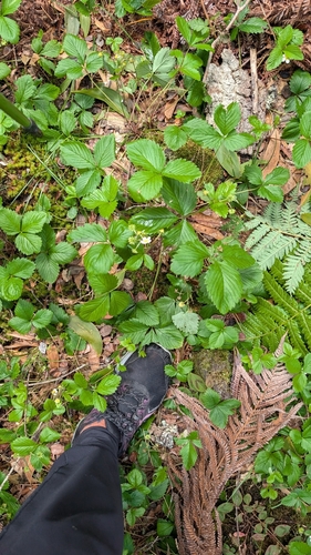 Fragaria, 2026-08-20