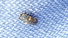 Coccinella septempunctata