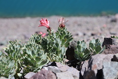 Alstroemeria spathulata