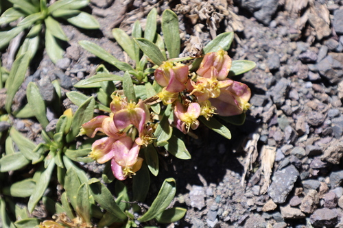 Azorella ruizii, photograph 4