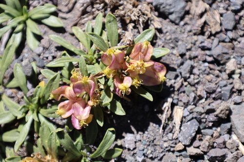 Azorella ruizii, photograph 5