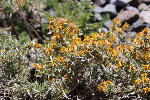 Chuquiraga oppositifolia, photograph 4