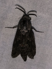 Prionoxystus