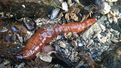 Orange Sea Cucumber, Sitka, AK 99835, USA, photo 8 of 10