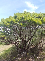 Arctostaphylos catalinae
