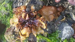 Mazzaella phyllocarpa