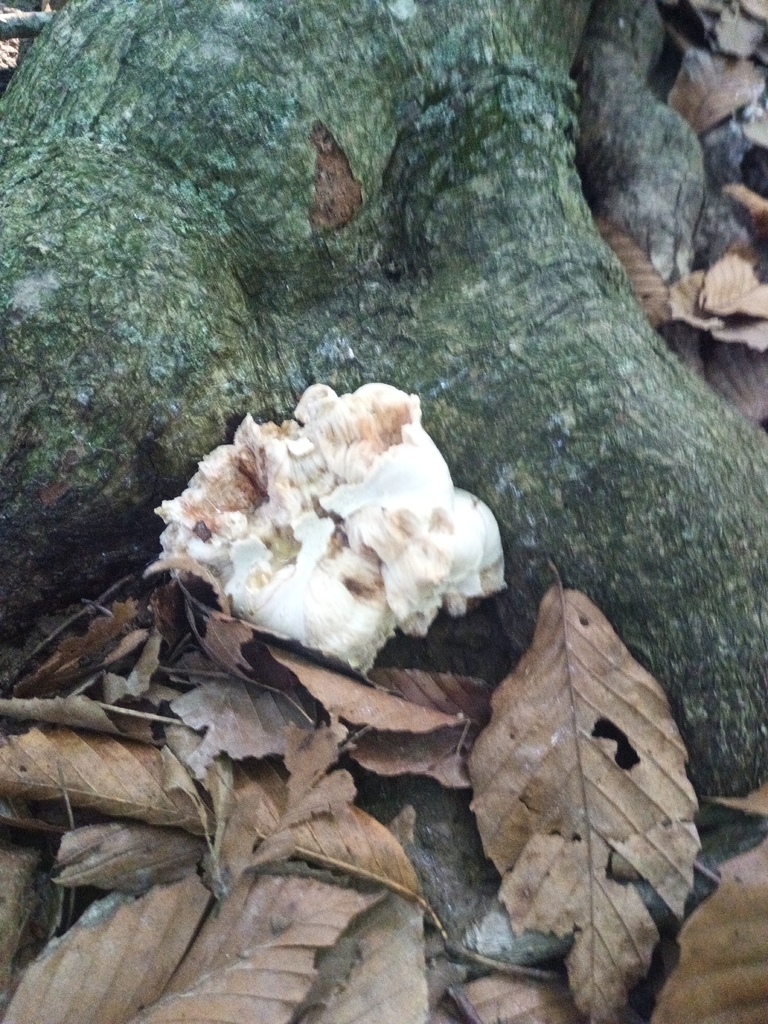 Aborted entoloma · August 2026 · photo: Photo: no rights reserved · iNaturalist