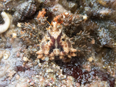 Phyllolithodes papillosus