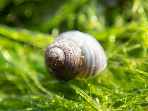 Lirularia succincta