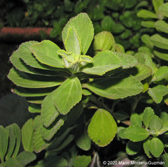 Coleus comosus
