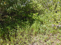 Borrichia frutescens image