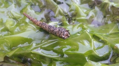 Cistenides