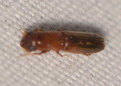 Platypodinae