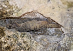 Tarentola americana