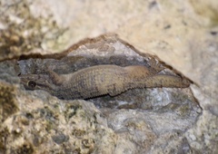 Tarentola americana