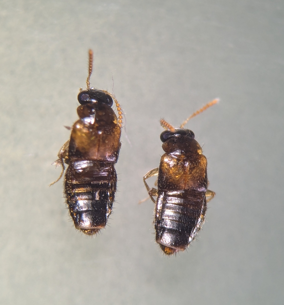 Phanerota dissimilis