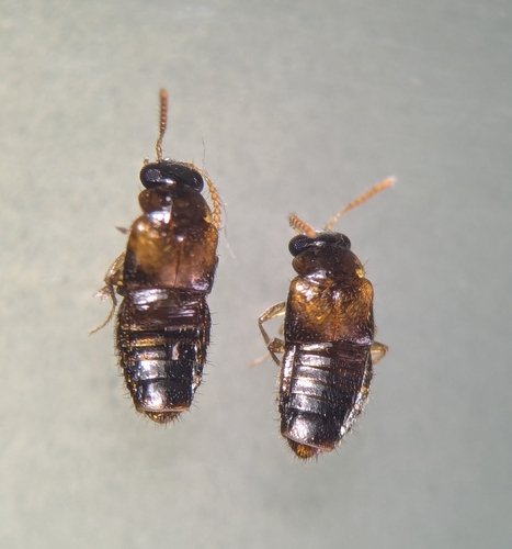 Phanerota dissimilis