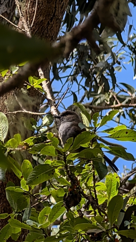 Myadestes obscurus observed 2026-08-20