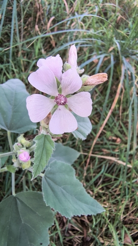 marsh mallow