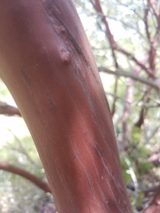 Arctostaphylos catalinae