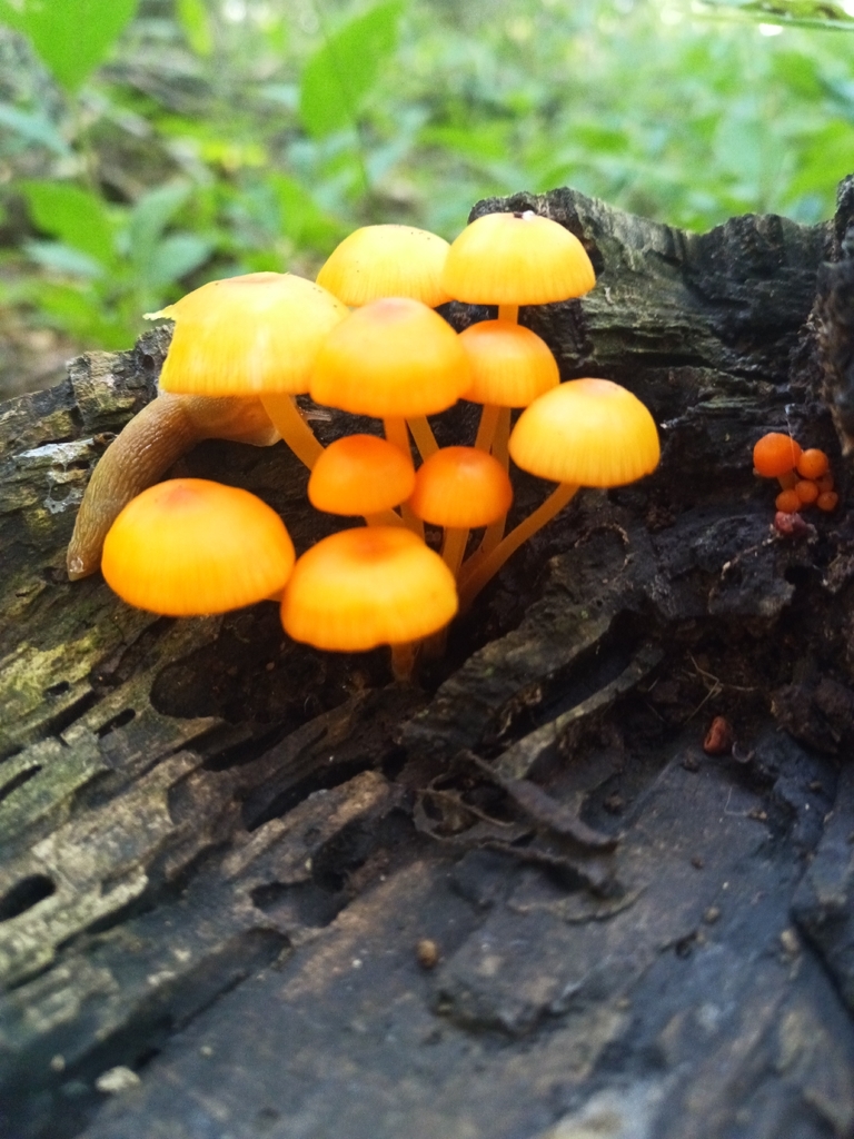 orange mycena · August 2026 · photo: Photo: no rights reserved · iNaturalist