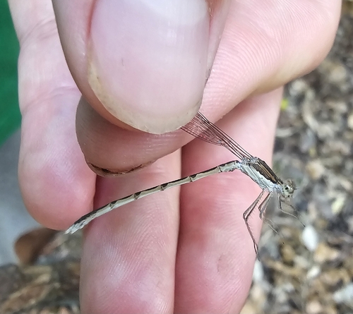 Common Winter Damselfly
