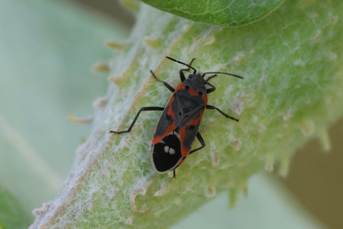 Small Milkweed Bug