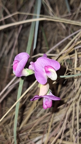 broad-leaved sweet pea