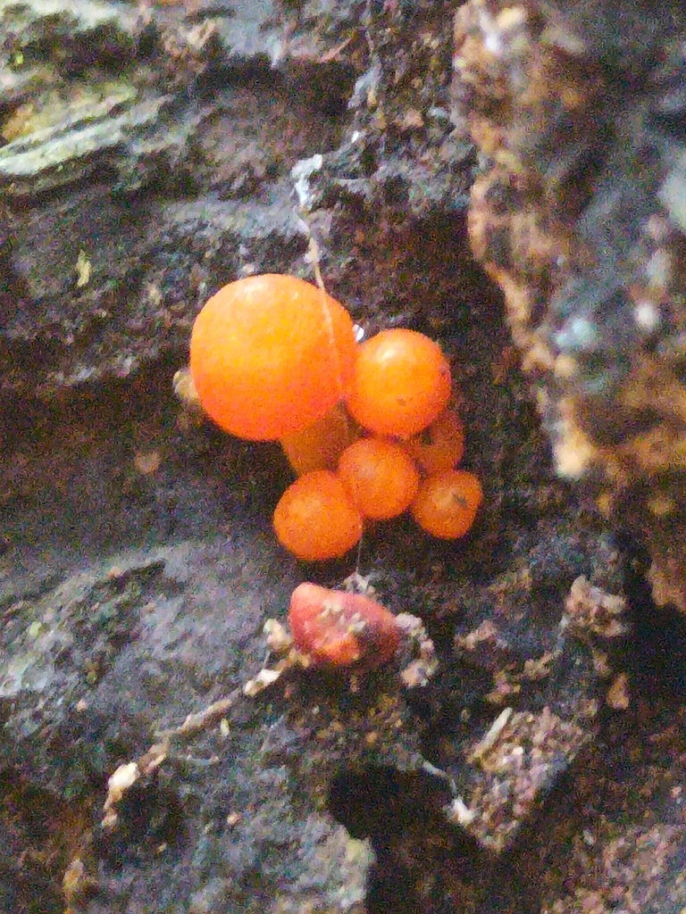 orange mycena · August 2026 · photo: Photo: no rights reserved · iNaturalist
