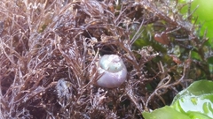 Margarites helicinus