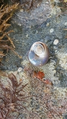 Margarites helicinus