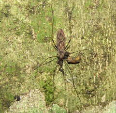 Amphineurus fatuus