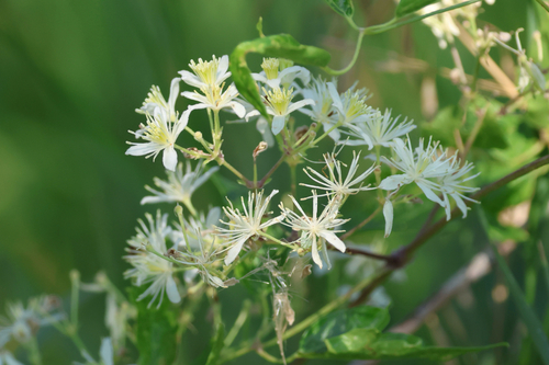 Western White Clematis