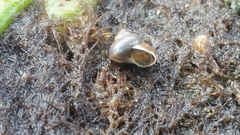 Margarites helicinus