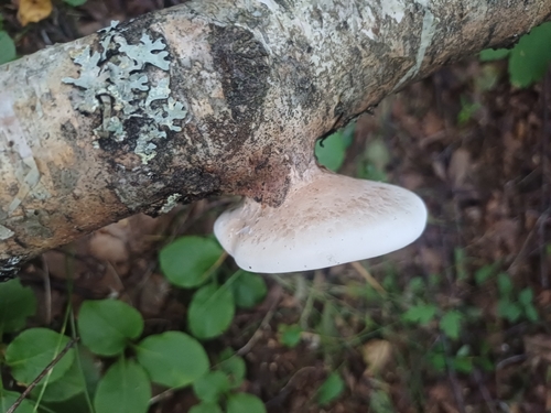 birch polypore