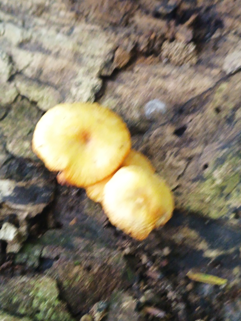 orange mycena · August 2026 · photo: Photo: no rights reserved · iNaturalist