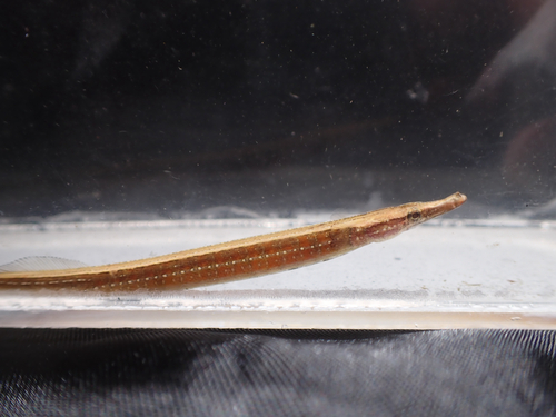 Microphis retzii observed 2026-04-11