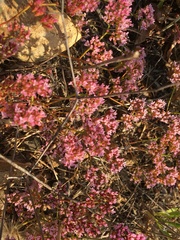 Chorizanthe staticoides