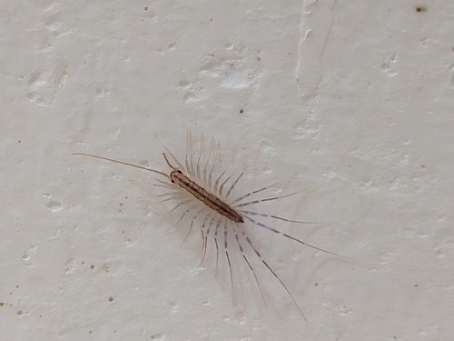 House Centipede