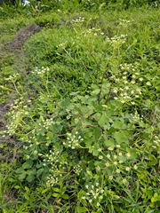 Peucedanum japonicum
