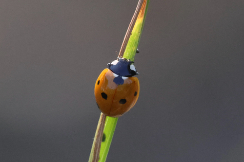 Seven-spotted Lady Beetle