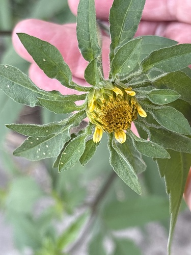 Bidens vulgata, photograph 6