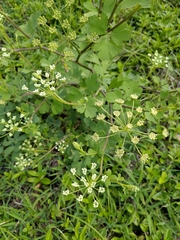 Peucedanum japonicum