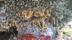 Primavelans insculpta