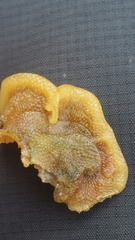 Primavelans insculpta