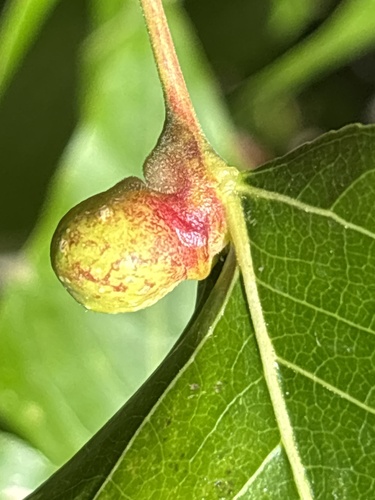 iNaturalist observation photo of Pemphigus populiglobuli