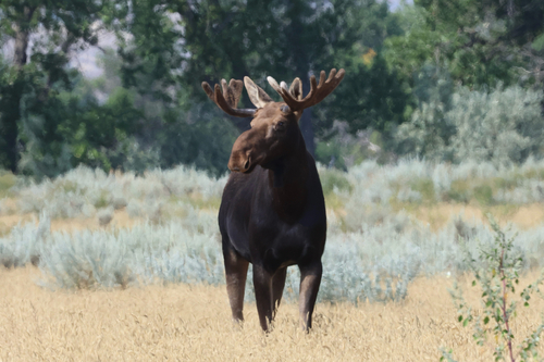 Moose